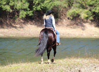 American Quarter Horse, Wałach, 11 lat, 157 cm, Kara