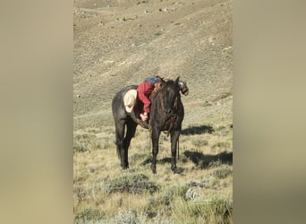 American Quarter Horse, Wałach, 11 lat, 157 cm, Karodereszowata