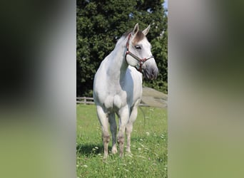 American Quarter Horse, Wałach, 11 lat, 157 cm, Siwa jabłkowita