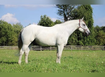 American Quarter Horse, Wałach, 11 lat, 157 cm, Siwa jabłkowita