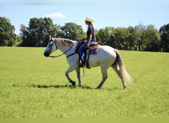 American Quarter Horse, Wałach, 11 lat, 157 cm, Siwa jabłkowita