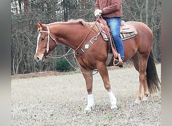 American Quarter Horse, Wałach, 11 lat, 160 cm, Kasztanowata