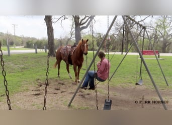 American Quarter Horse, Wałach, 11 lat, Ciemnokasztanowata