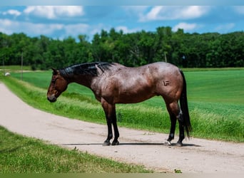American Quarter Horse, Wałach, 11 lat, Gniadodereszowata