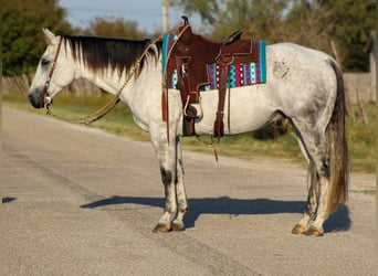 American Quarter Horse, Wałach, 11 lat, Siwa