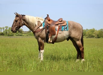 American Quarter Horse, Wałach, 11 lat, Tobiano wszelkich maści