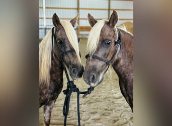 American Quarter Horse, Wałach, 12 lat, 122 cm, Gniada