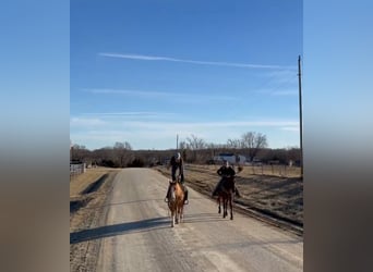 American Quarter Horse, Wałach, 12 lat, 142 cm, Bułana