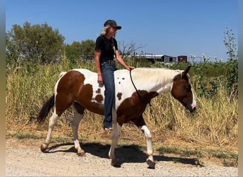 American Quarter Horse, Wałach, 12 lat, 145 cm, Tobiano wszelkich maści