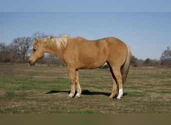 American Quarter Horse, Wałach, 12 lat, 147 cm, Izabelowata