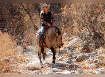 American Quarter Horse, Wałach, 12 lat, 147 cm, Jelenia