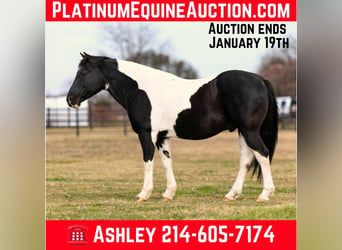 American Quarter Horse, Wałach, 12 lat, 147 cm, Tobiano wszelkich maści