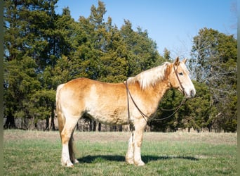 American Quarter Horse, Wałach, 12 lat, 150 cm, Cisawa