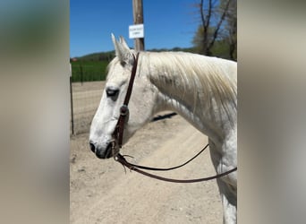 American Quarter Horse, Wałach, 12 lat, 150 cm, Siwa