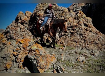 American Quarter Horse, Wałach, 12 lat, 152 cm, Bułana