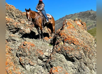 American Quarter Horse, Wałach, 12 lat, 152 cm, Bułana