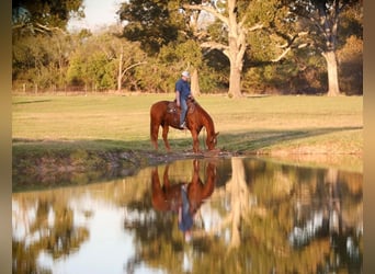 American Quarter Horse, Wałach, 12 lat, 152 cm, Cisawa