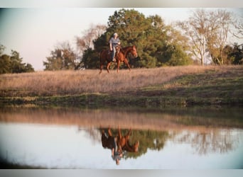 American Quarter Horse, Wałach, 12 lat, 152 cm, Cisawa