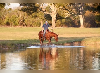 American Quarter Horse, Wałach, 12 lat, 152 cm, Cisawa