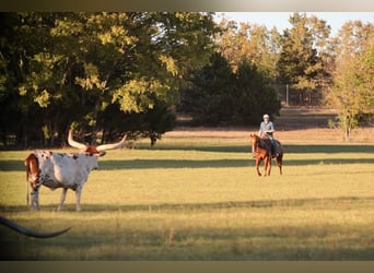 American Quarter Horse, Wałach, 12 lat, 152 cm, Cisawa