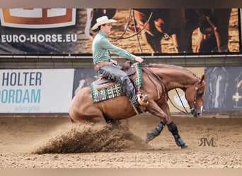 American Quarter Horse, Wałach, 12 lat, 152 cm, Gniada