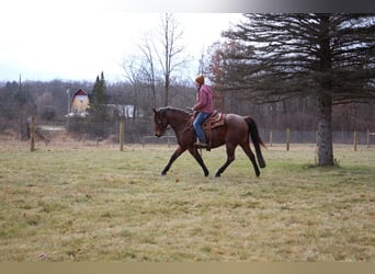 American Quarter Horse, Wałach, 12 lat, 152 cm, Gniadodereszowata