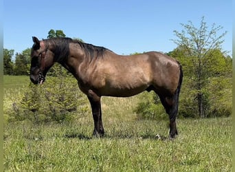 American Quarter Horse, Wałach, 12 lat, 152 cm, Grullo