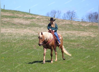 American Quarter Horse, Wałach, 12 lat, 152 cm, Izabelowata