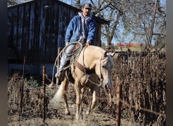 American Quarter Horse, Wałach, 12 lat, 152 cm, Izabelowata