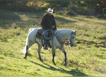 American Quarter Horse, Wałach, 12 lat, 152 cm, Siwa jabłkowita