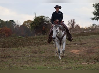 American Quarter Horse, Wałach, 12 lat, 152 cm, Siwa