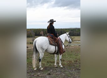 American Quarter Horse, Wałach, 12 lat, 152 cm, Siwa