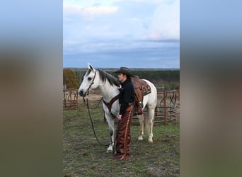 American Quarter Horse, Wałach, 12 lat, 152 cm, Siwa