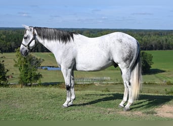 American Quarter Horse, Wałach, 12 lat, 152 cm, Siwa