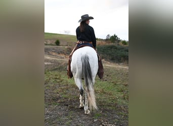 American Quarter Horse, Wałach, 12 lat, 152 cm, Siwa