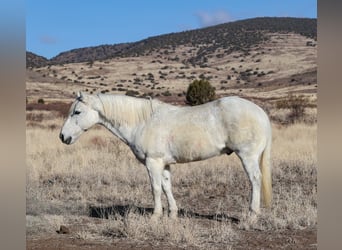 American Quarter Horse, Wałach, 12 lat, 152 cm, Siwa