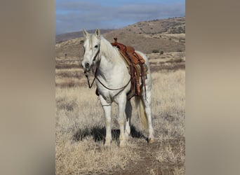 American Quarter Horse, Wałach, 12 lat, 152 cm, Siwa