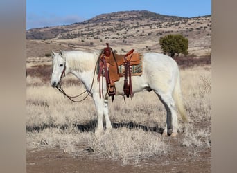 American Quarter Horse, Wałach, 12 lat, 152 cm, Siwa