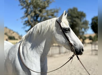 American Quarter Horse, Wałach, 12 lat, 152 cm, Siwa