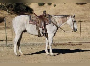 American Quarter Horse, Wałach, 12 lat, 152 cm, Siwa