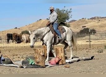 American Quarter Horse, Wałach, 12 lat, 152 cm, Siwa