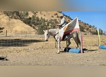 American Quarter Horse, Wałach, 12 lat, 152 cm, Siwa