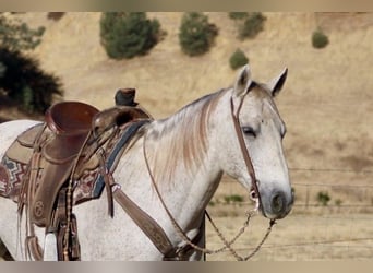 American Quarter Horse, Wałach, 12 lat, 152 cm, Siwa