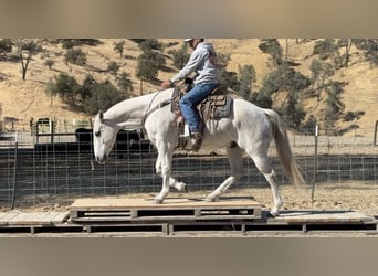 American Quarter Horse, Wałach, 12 lat, 152 cm, Siwa