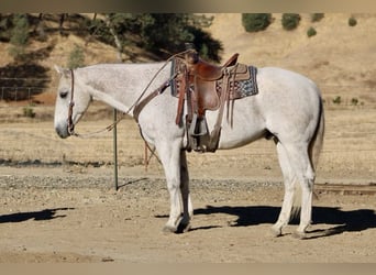 American Quarter Horse, Wałach, 12 lat, 152 cm, Siwa