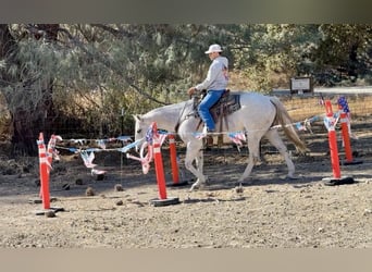 American Quarter Horse, Wałach, 12 lat, 152 cm, Siwa