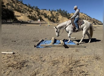 American Quarter Horse, Wałach, 12 lat, 152 cm, Siwa