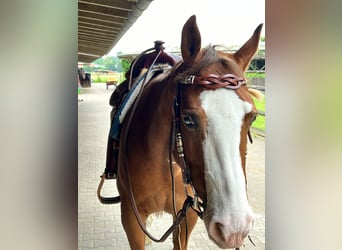 American Quarter Horse, Wałach, 12 lat, 153 cm, Kasztanowata