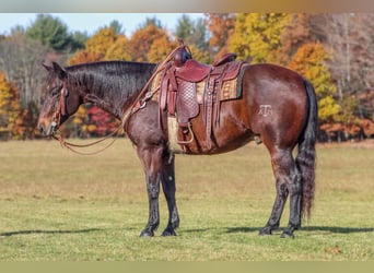 American Quarter Horse, Wałach, 12 lat, 155 cm, Ciemnogniada