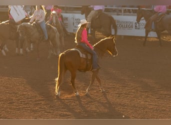 American Quarter Horse, Wałach, 12 lat, 155 cm, Ciemnokasztanowata